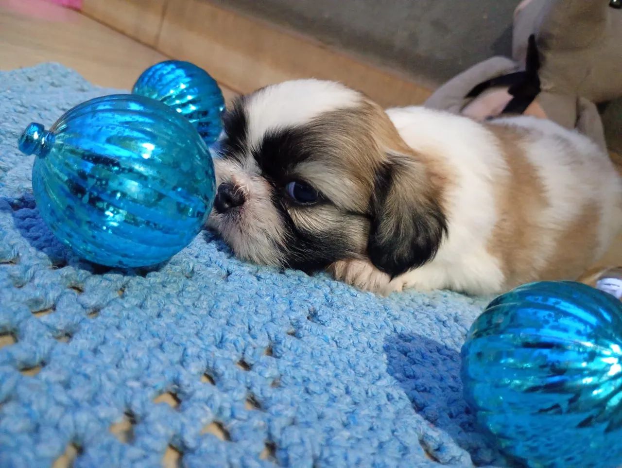 Vende se filhote se Shitzu micro - Foto 2