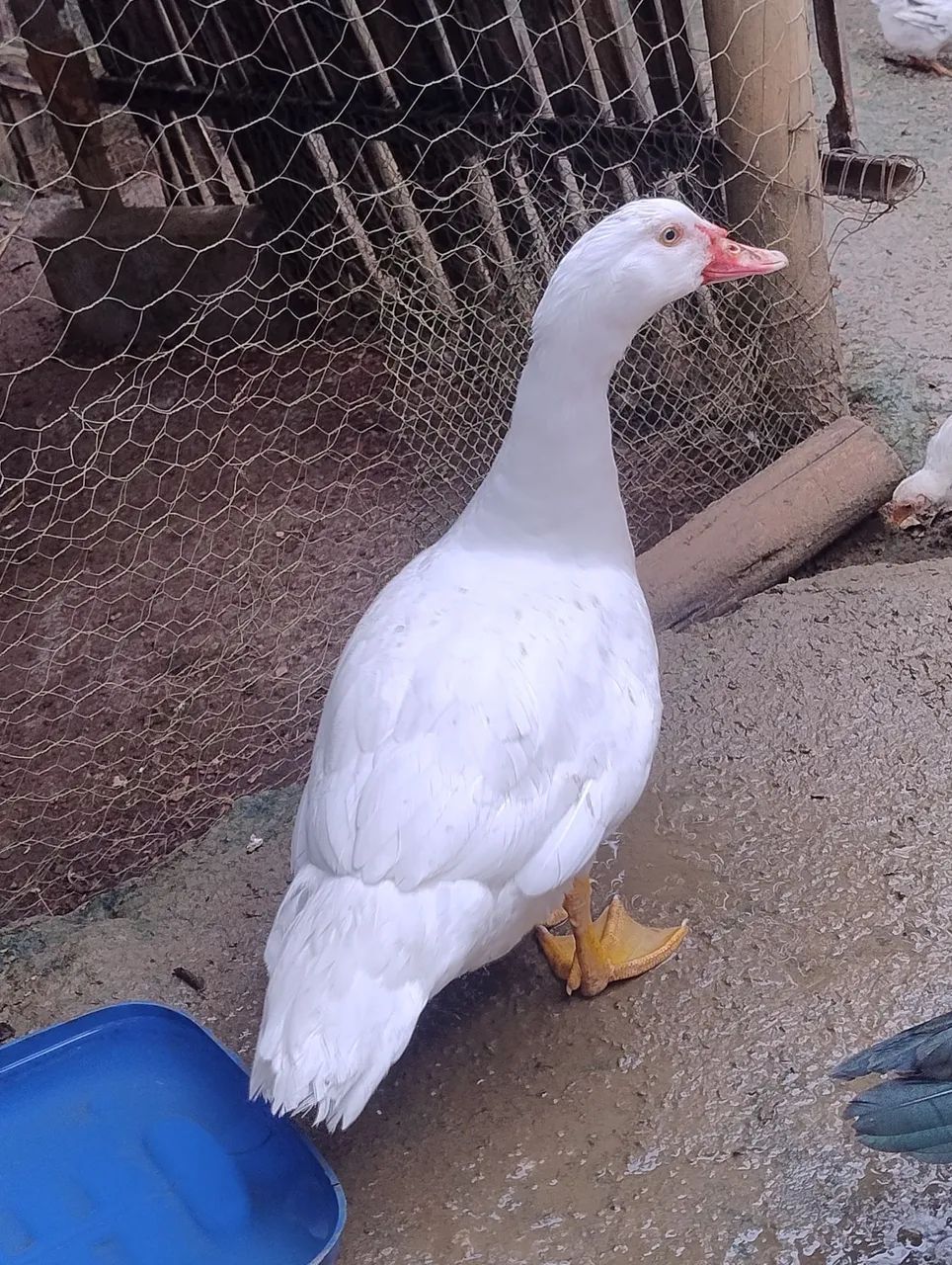 PATOS JOVENS E SAUDÁVEIS  - Foto 4
