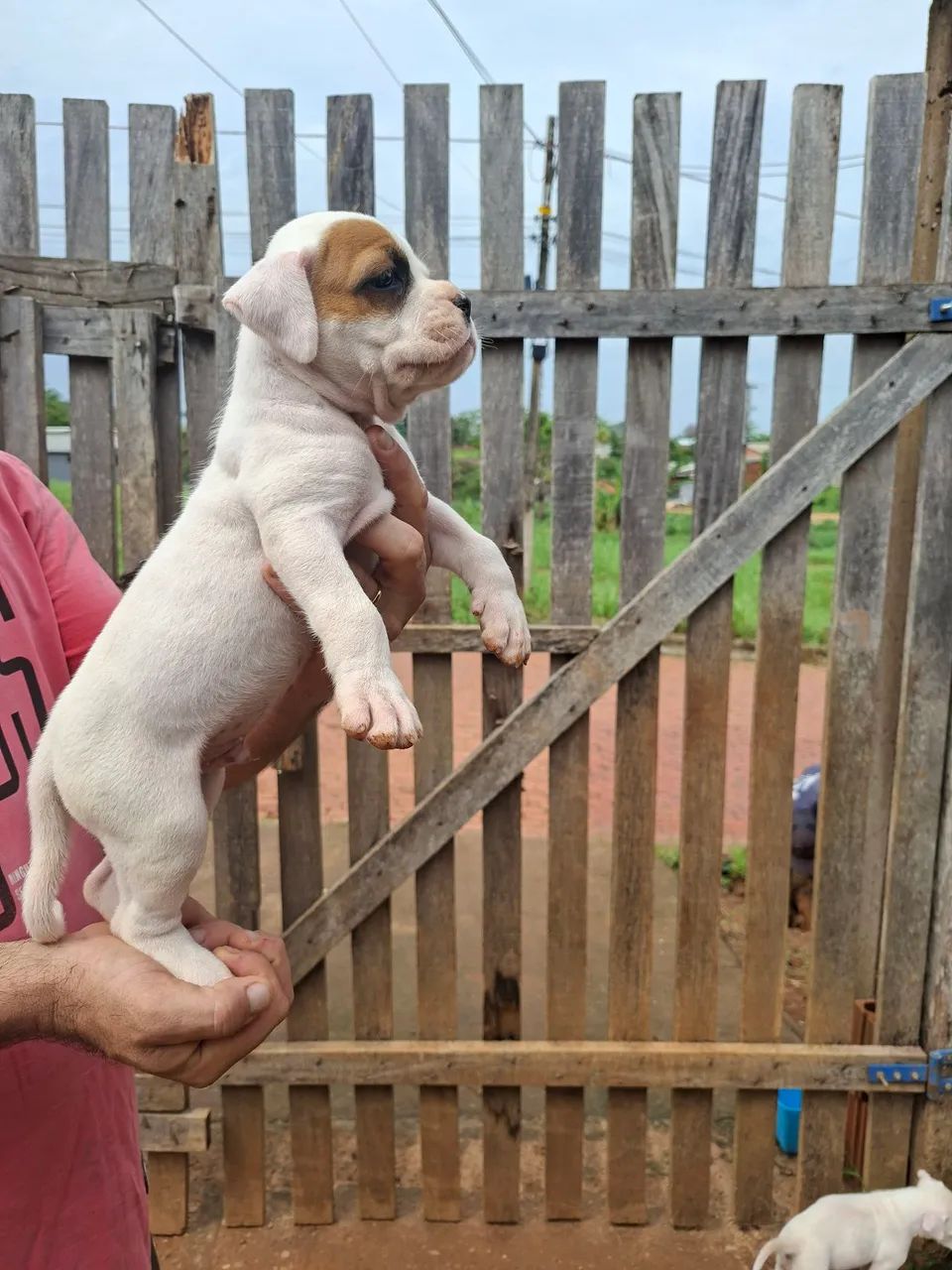 Filhotes de Boxer 