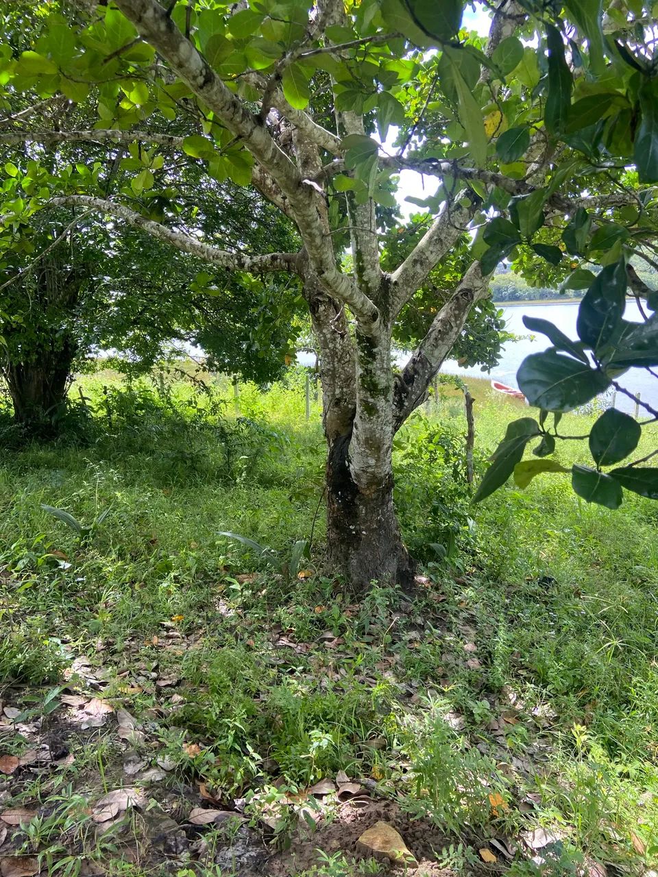 Terreno  - Foto 2