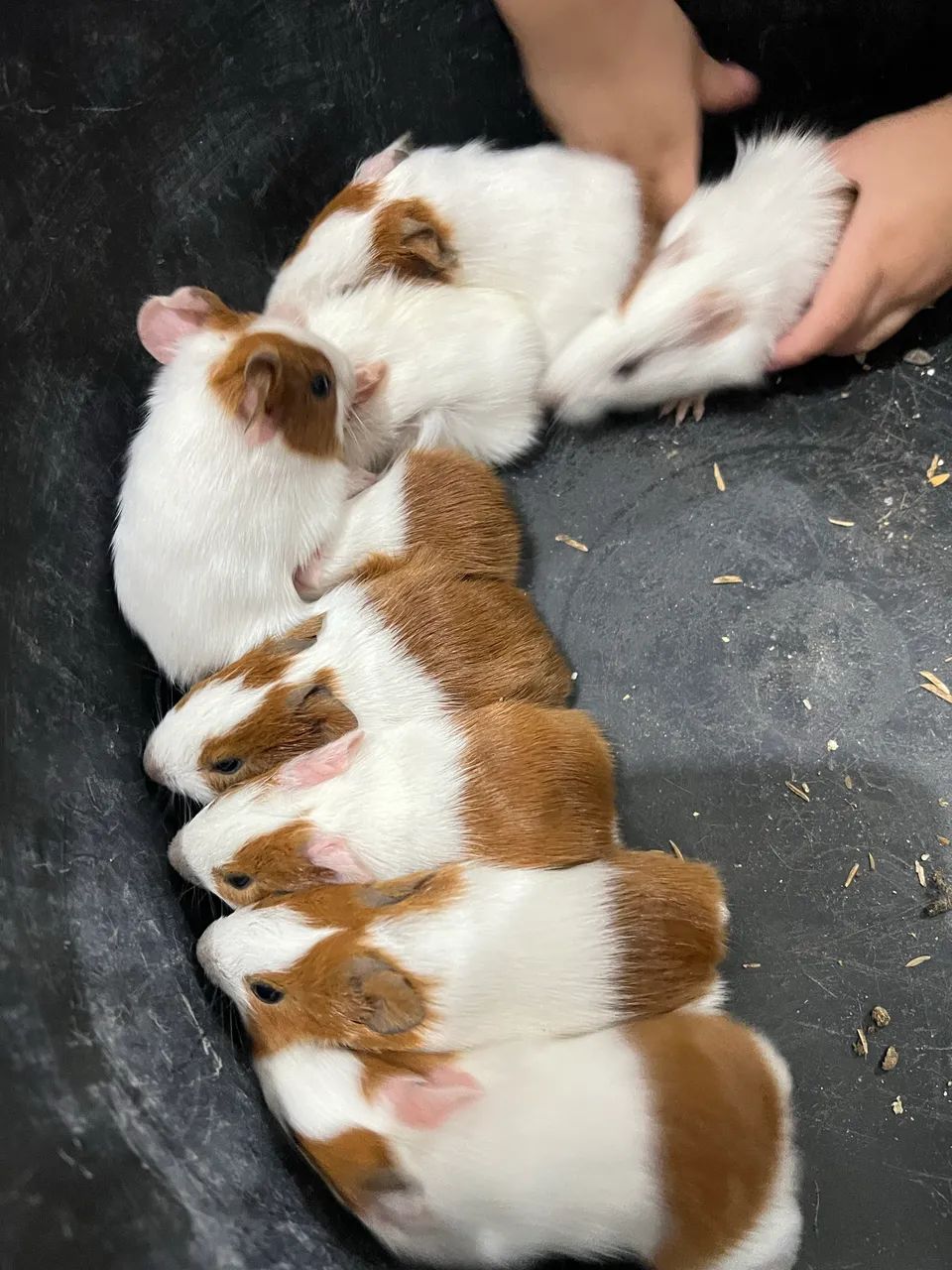 Coelhos e porquinhos da índia  - Foto 4