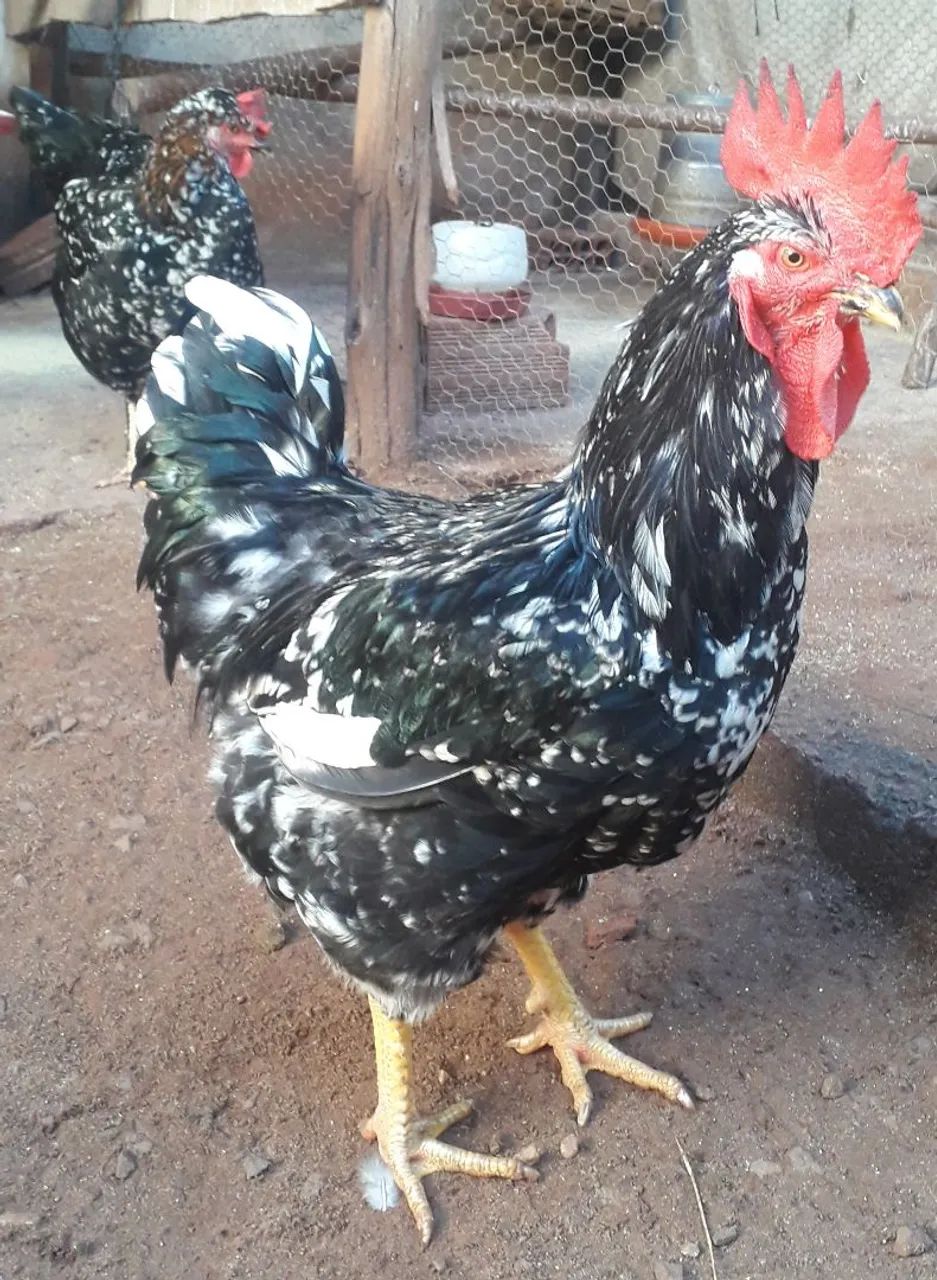 BALÃO SERTANEJO  - Foto 4