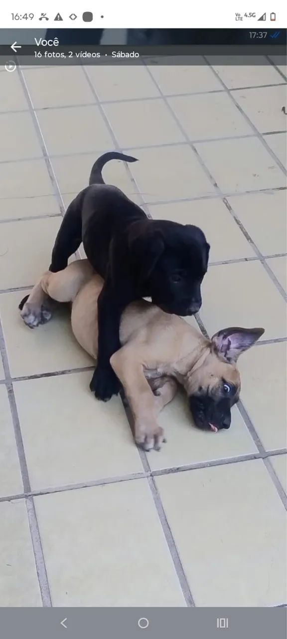 Filhote de Presa Canário com Pedigree - Vacinado e Pronto para Entrega - Foto 4