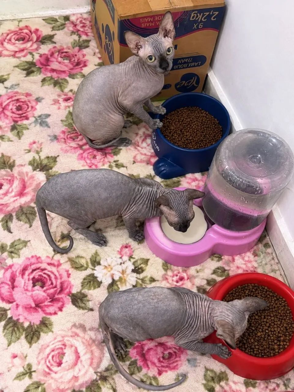 Sphynx femea