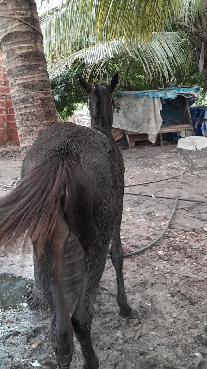 Vende-se Potra Mestiça  - Foto 3