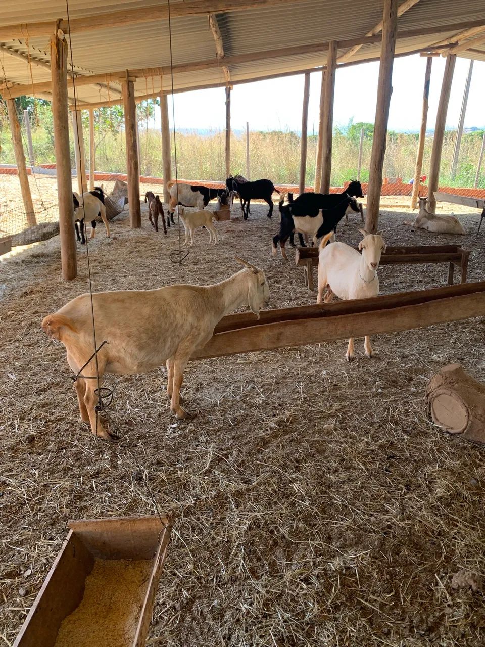 Cabras senen 