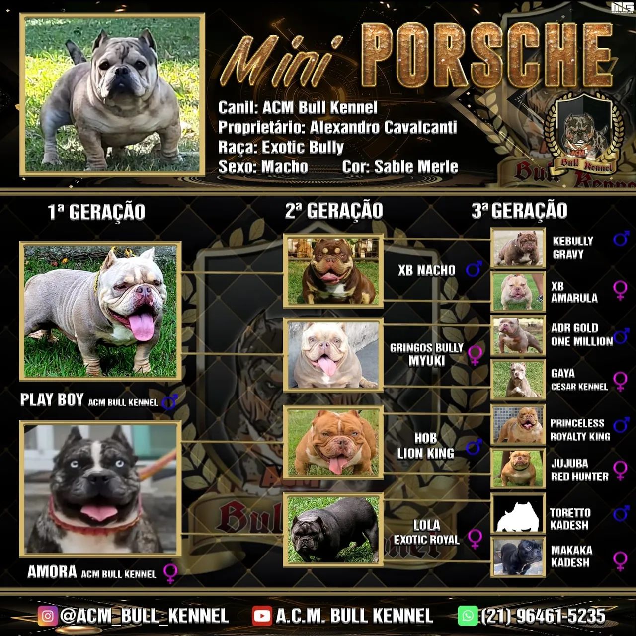 cachorro  - Foto 3