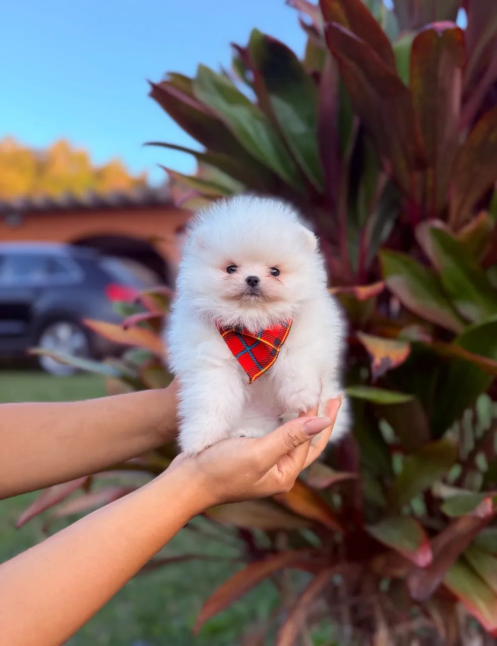 LULU DA POMERÂNIA!!! 