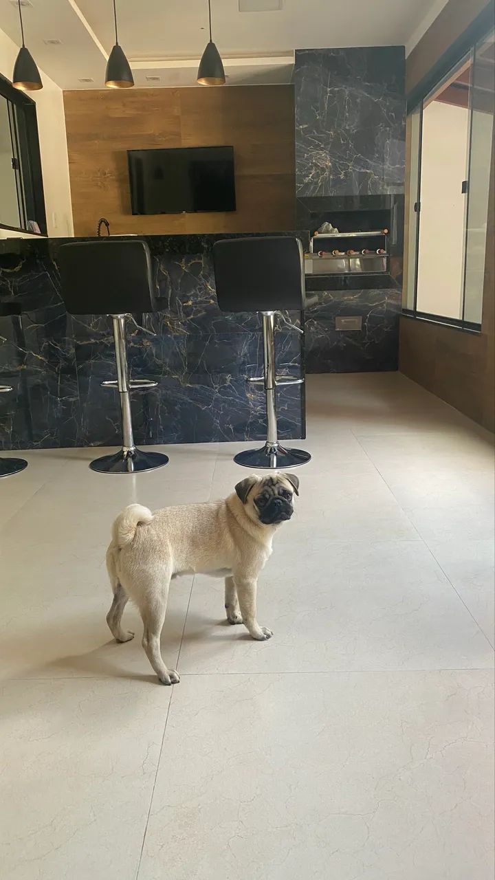 Vendo Pug pedigree macho barato - Foto 5