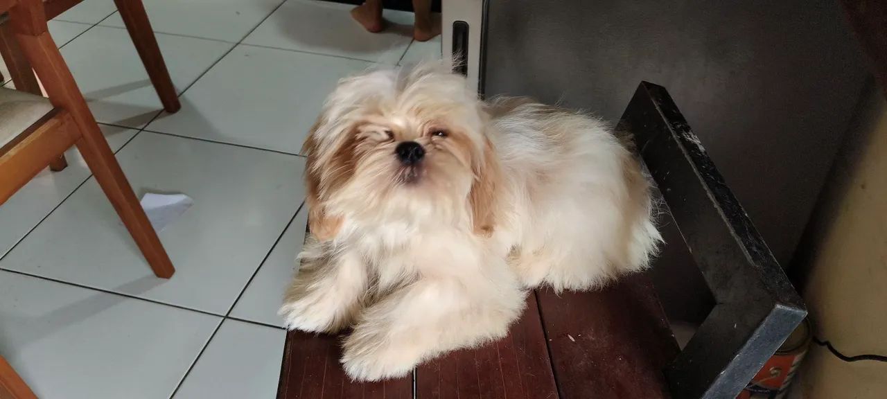 Shitzu 4 meses  - Foto 2