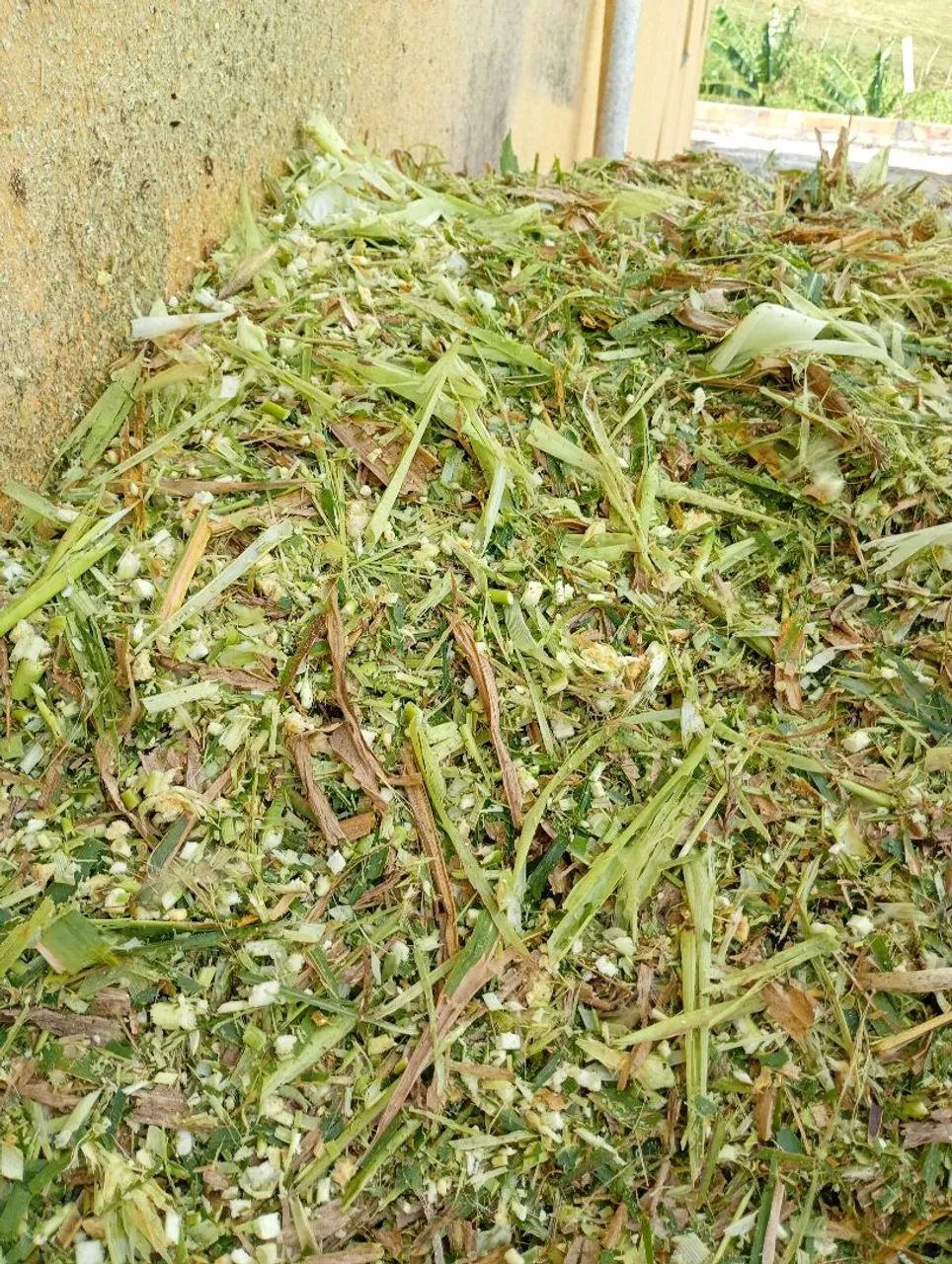Silagem de milho - Foto 3