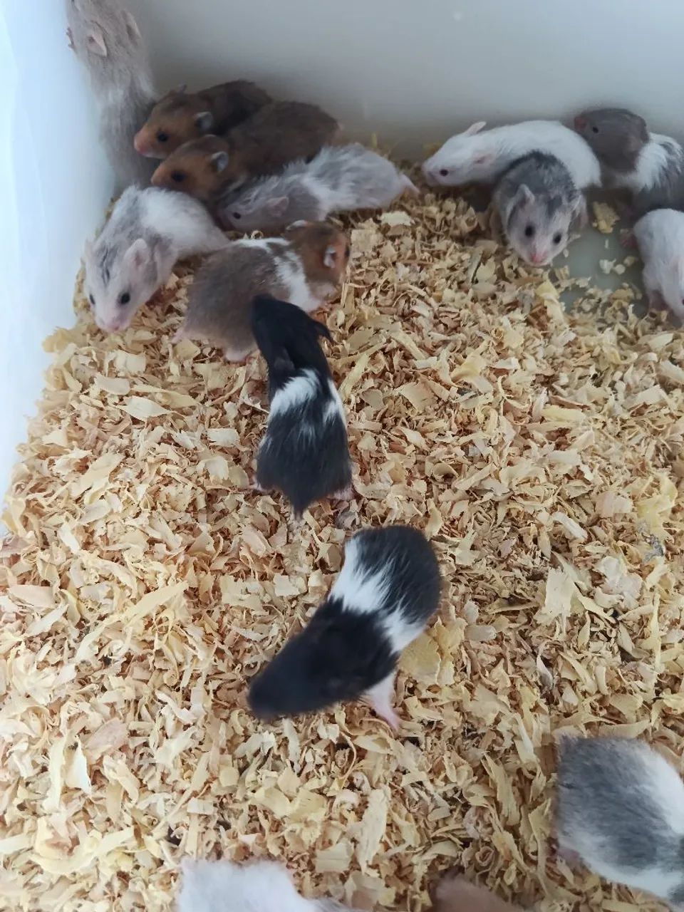 Hamster atacado - Foto 2