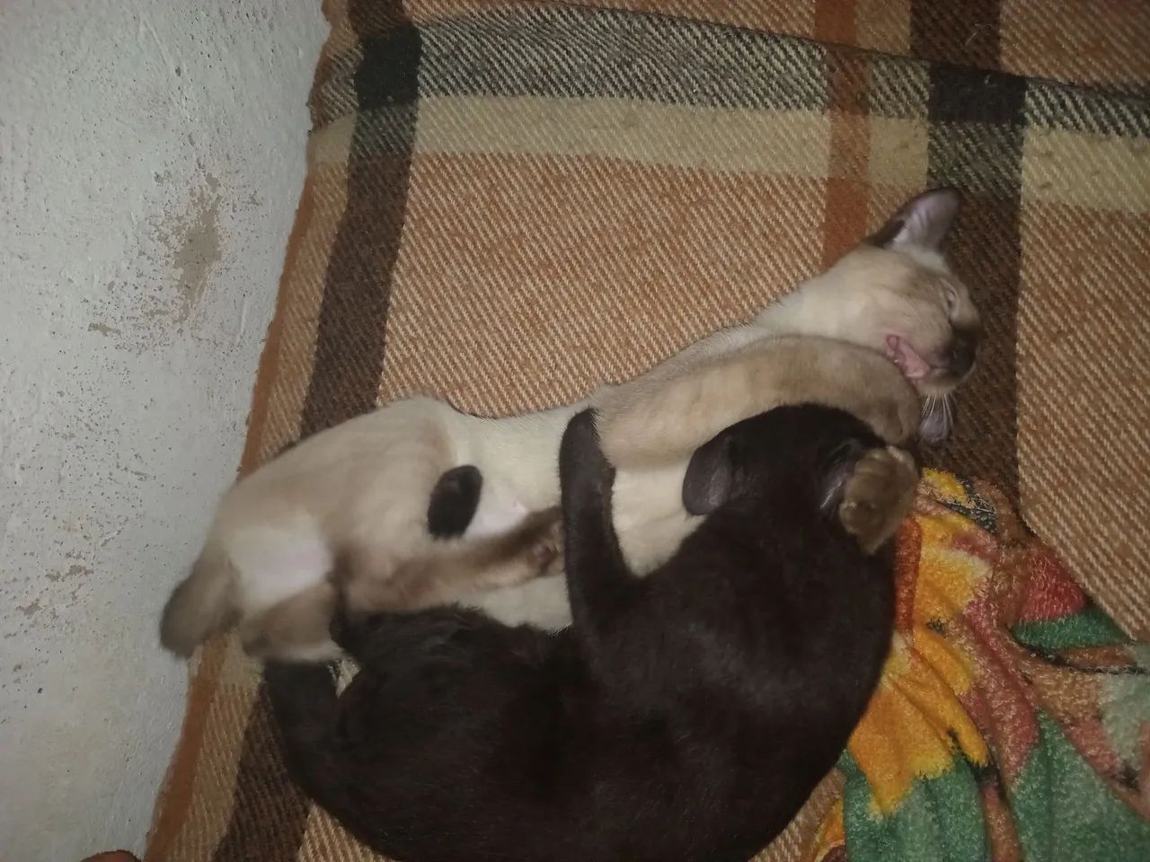 Gato pra adoção  - Foto 4