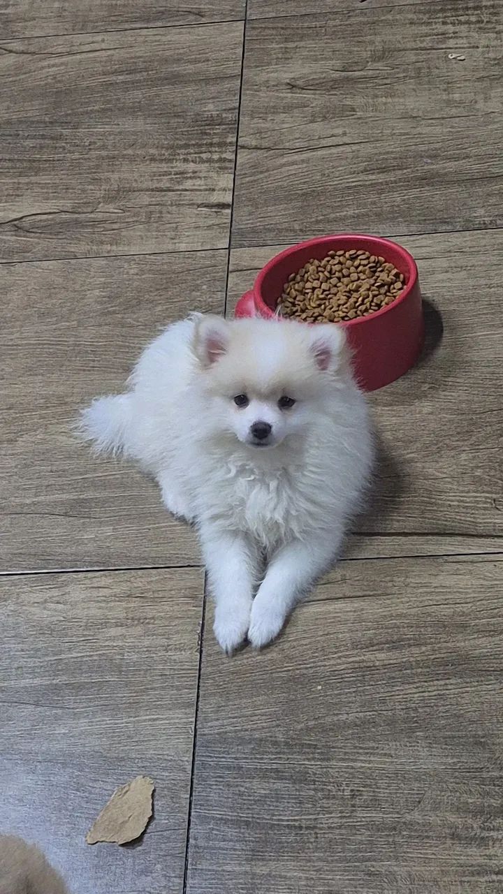 Spitz alemão MACHO pronta entrega 