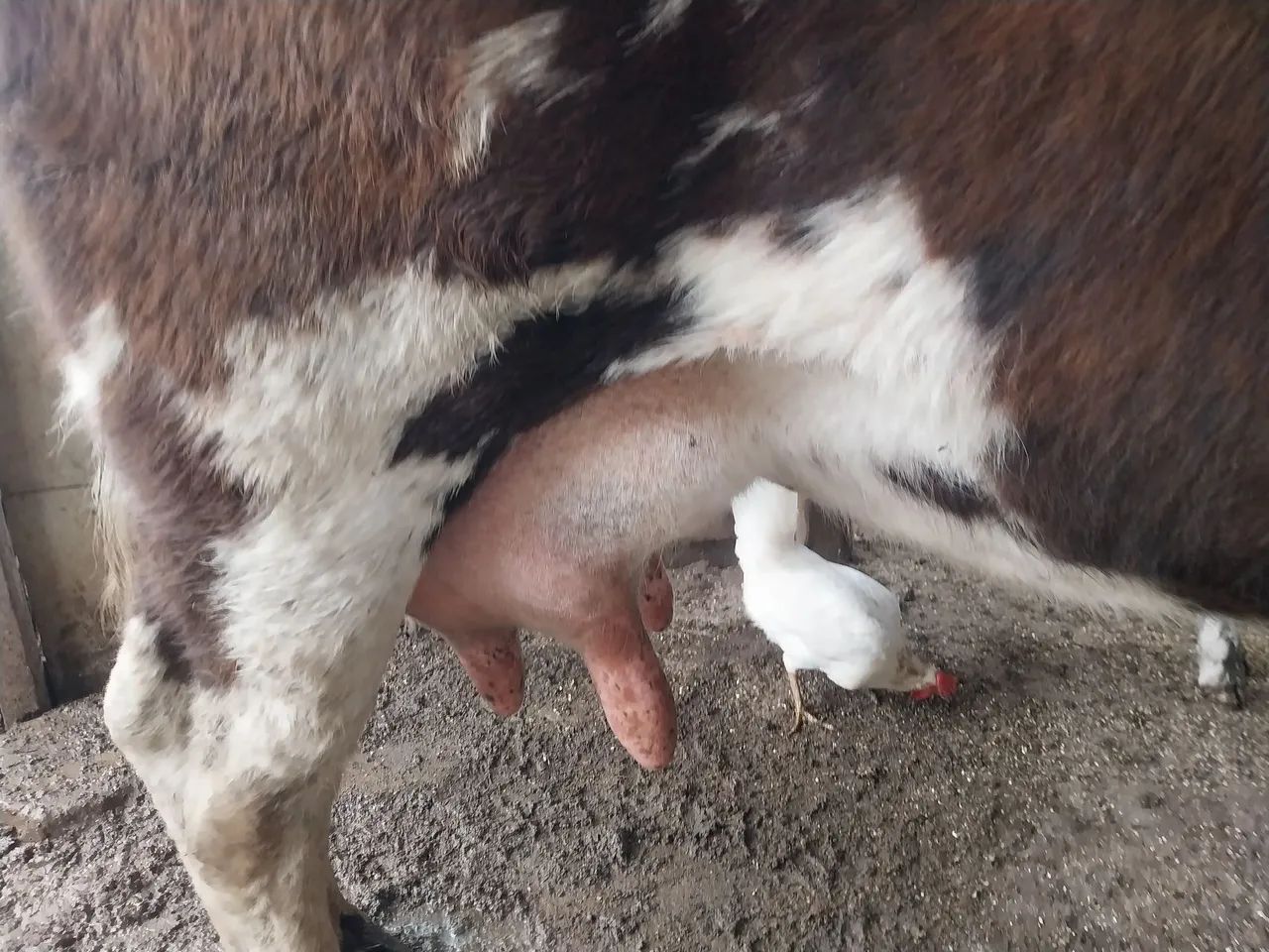 Vaca ? 