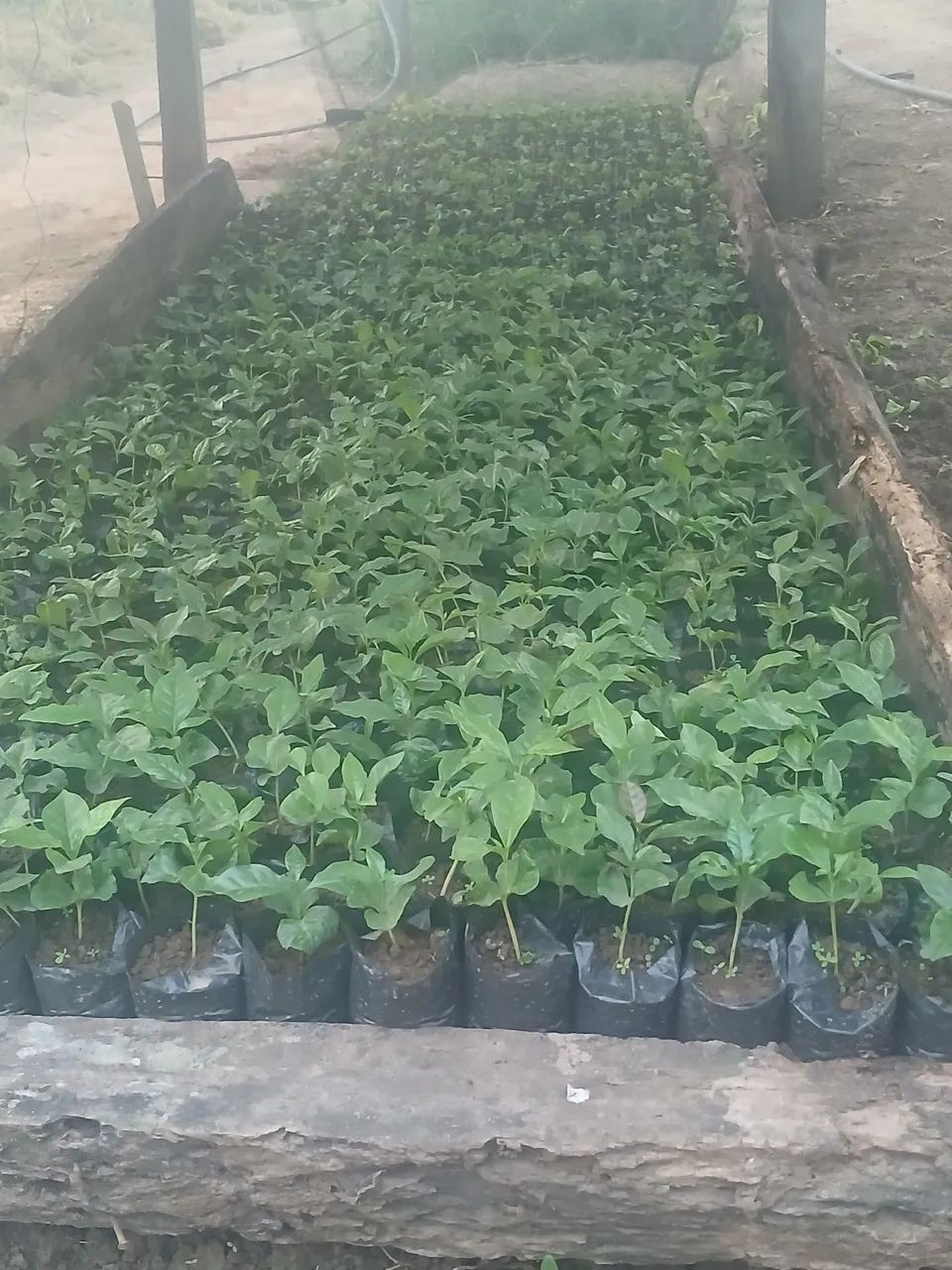 Vendo 800 mudas de café catuai 