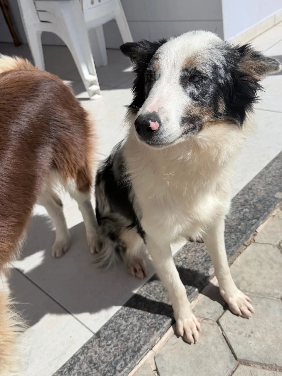 Border collie - Foto 4