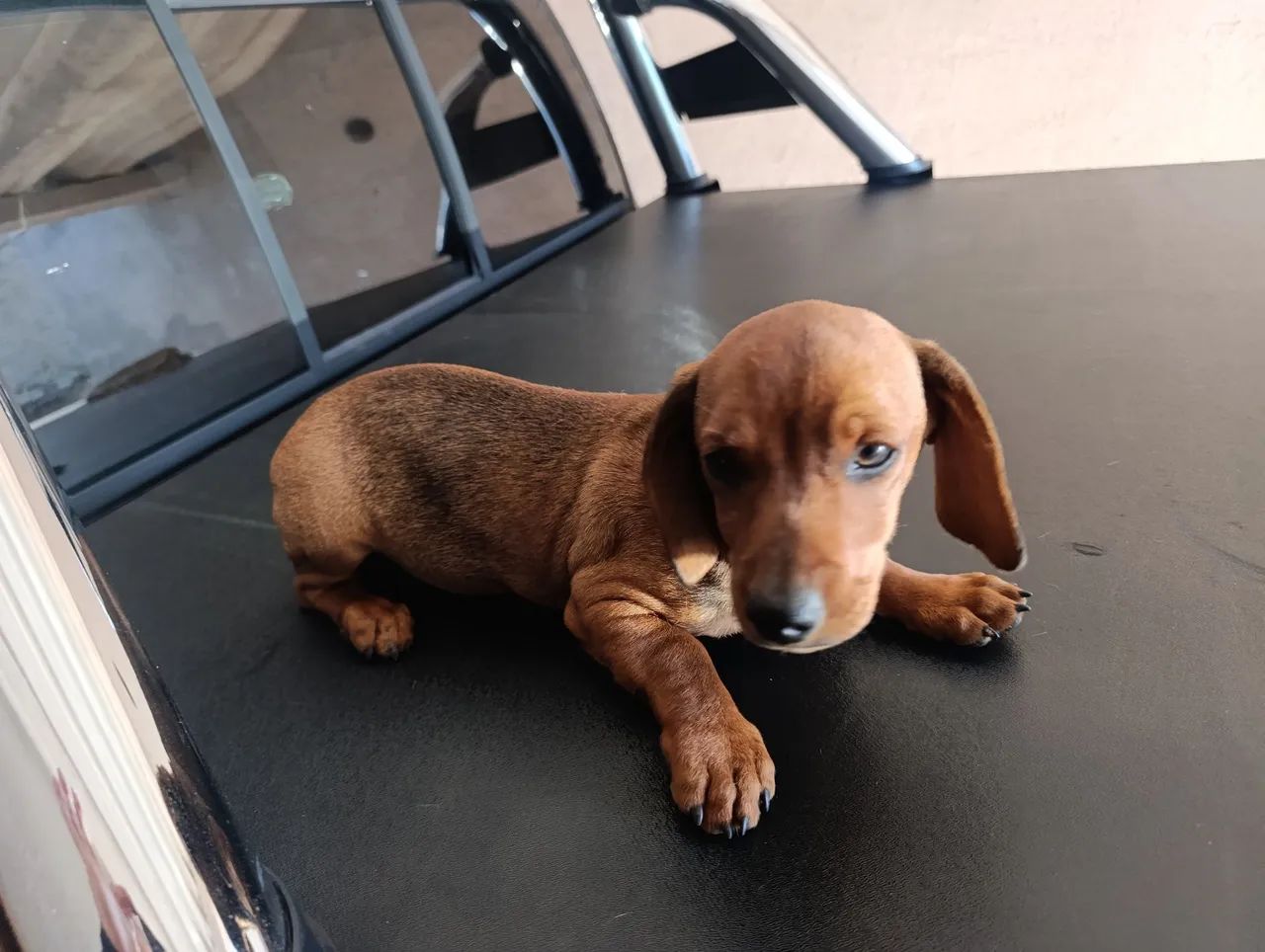 Teckel Basset  macho com 4 meses - Foto 4