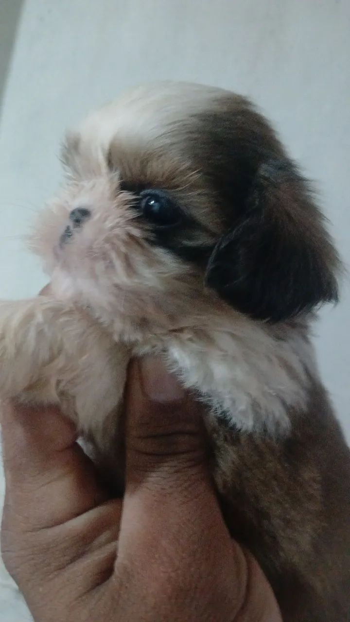 Macho de shitzu lindos - Foto 2