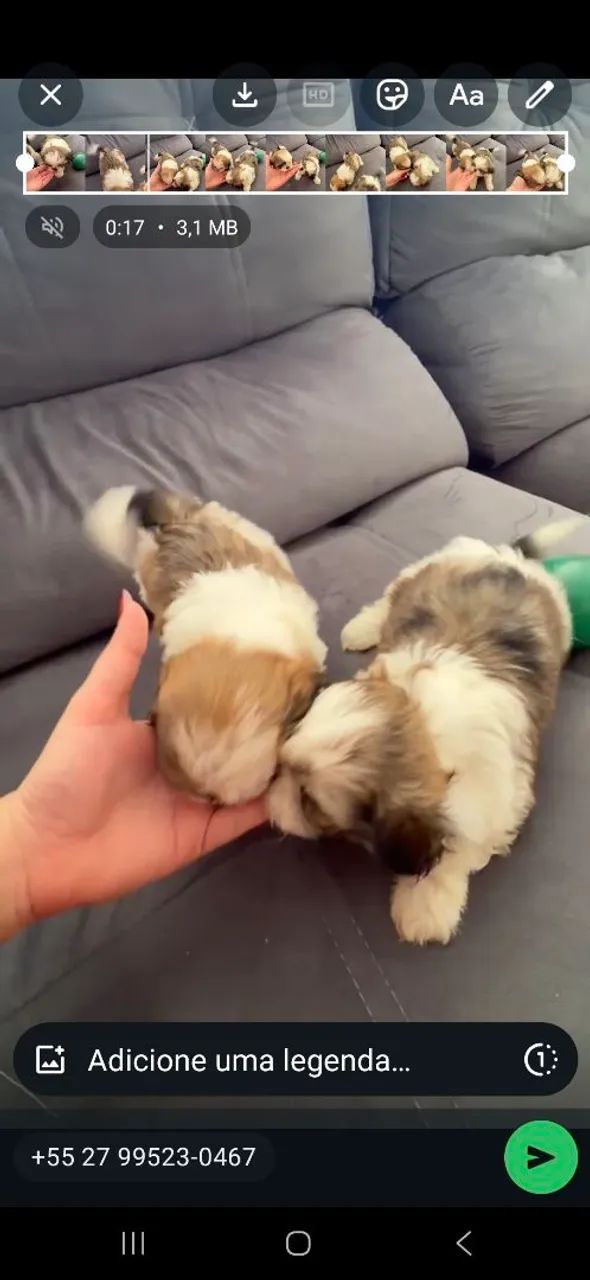 Shihtzu macho  - Foto 2