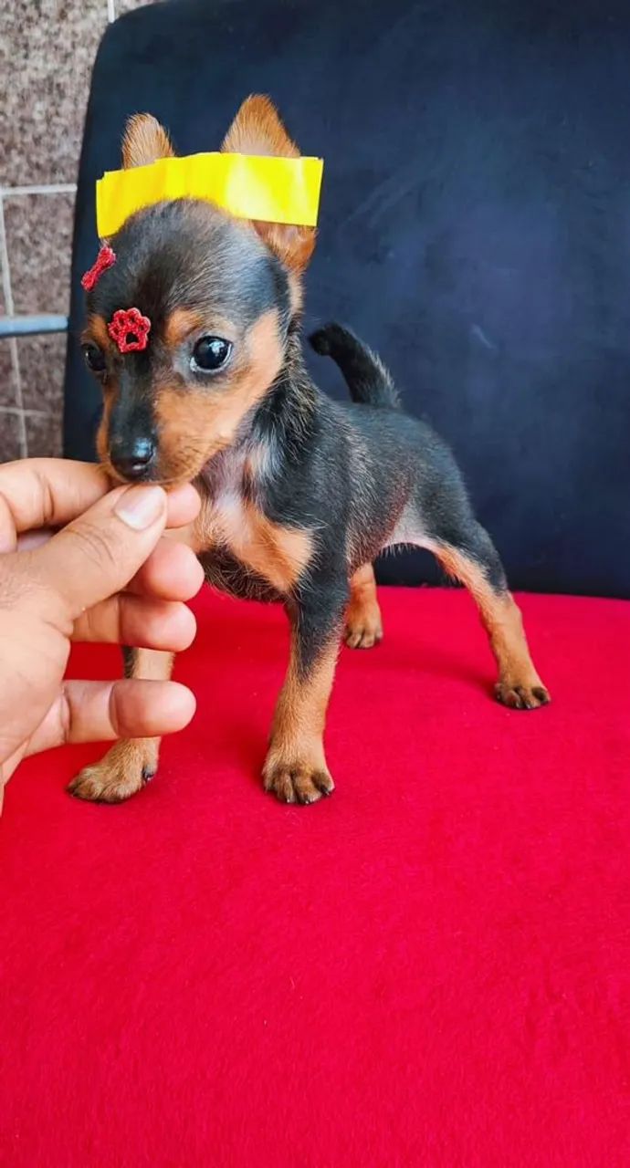 Pinscher preto e canela 