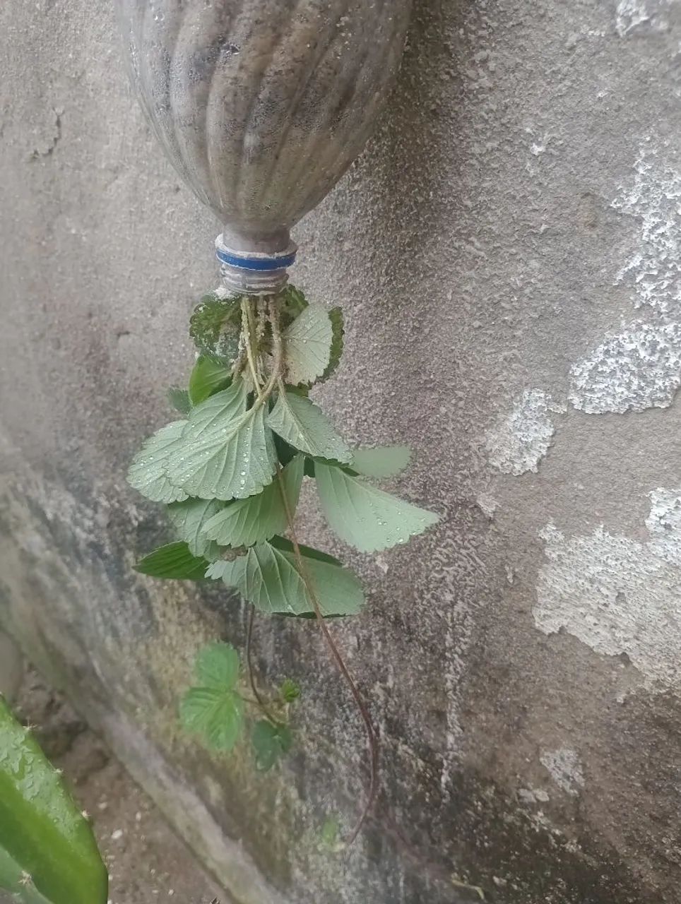 Vendo mudas de pé de morango e pimenta de cheiro  - Foto 2