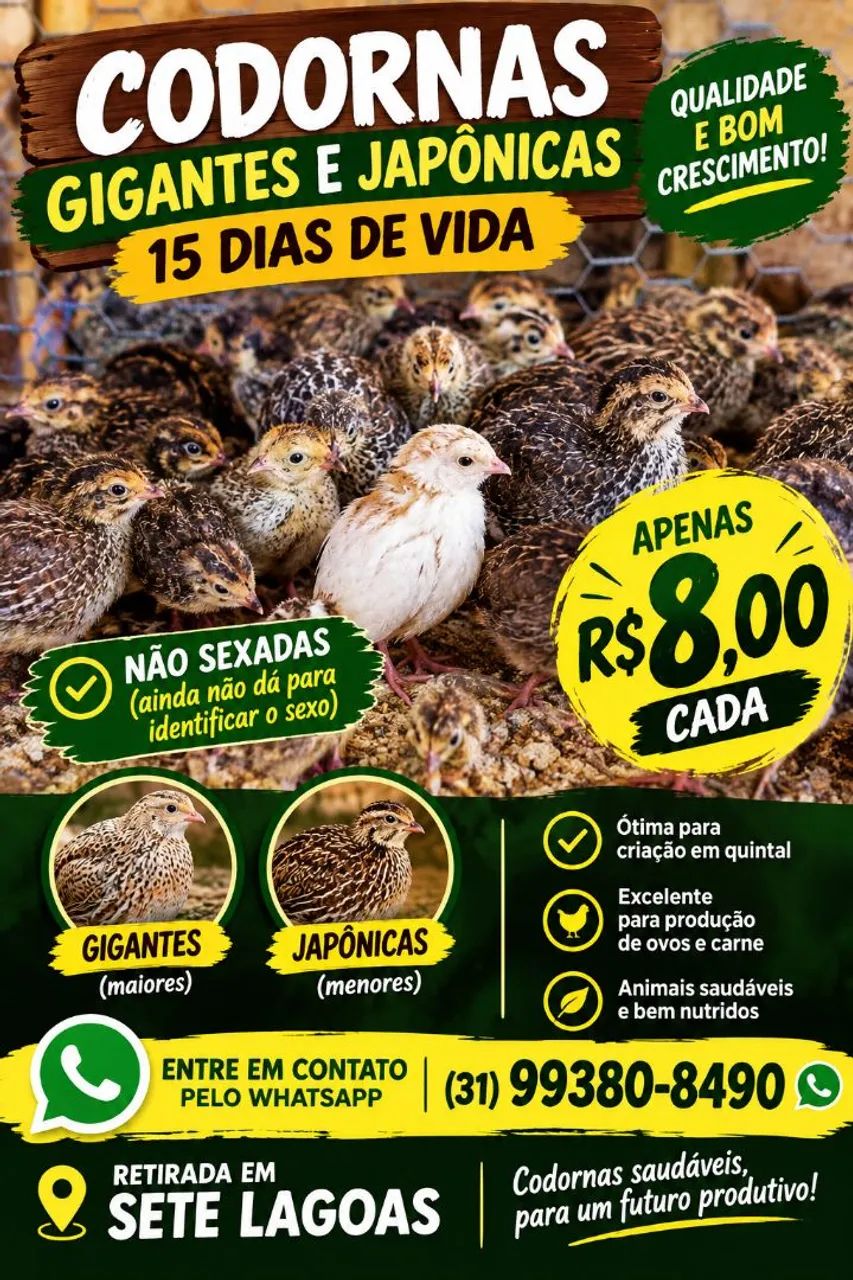 Codornas com 15 dias de vida