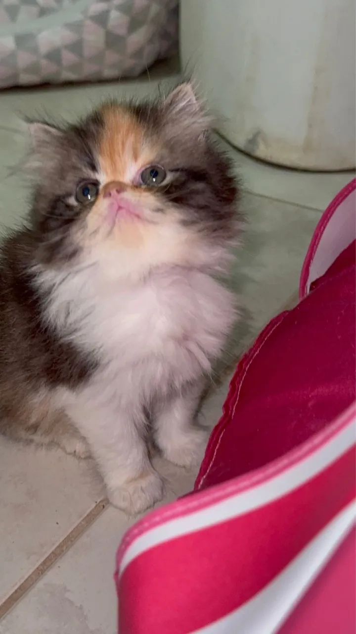 Filhote gatos persa  - Foto 4