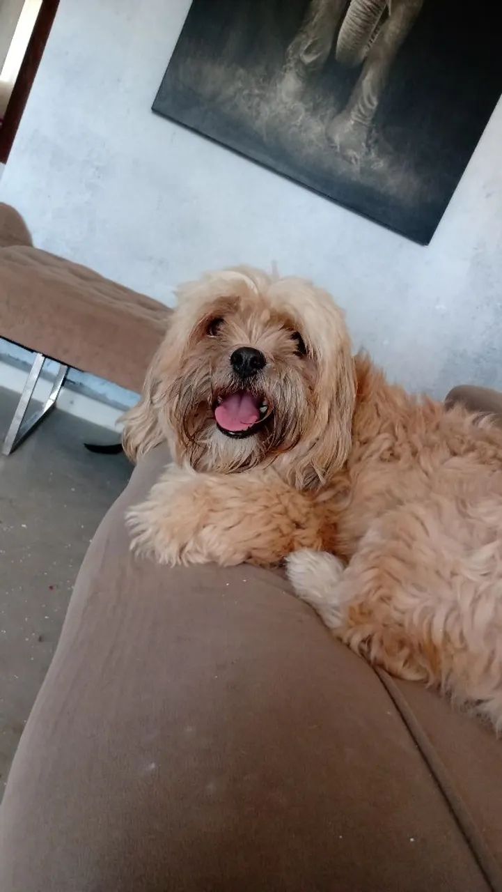 Estou Doando Shitzu macho - Foto 2