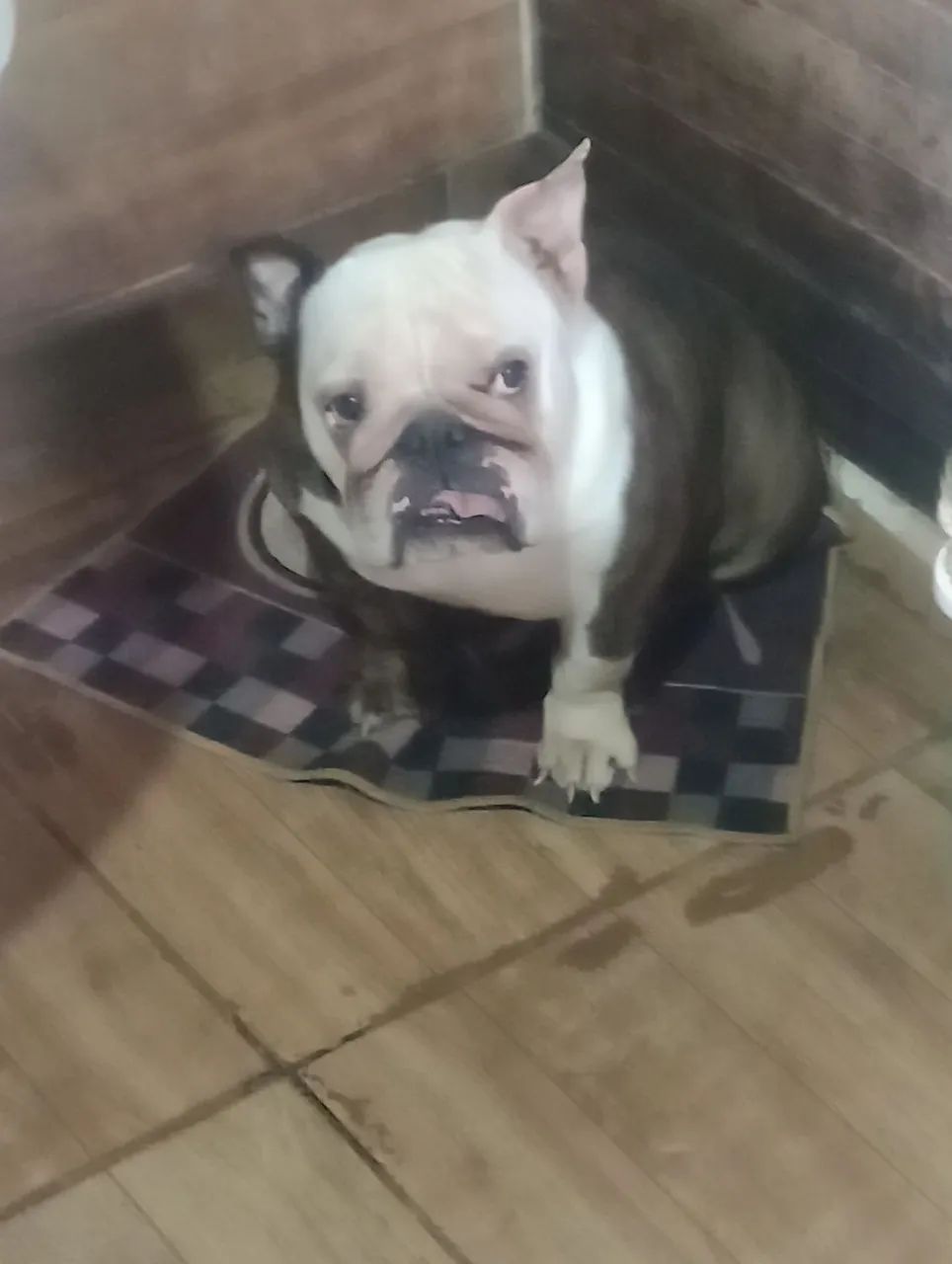 cachorro 