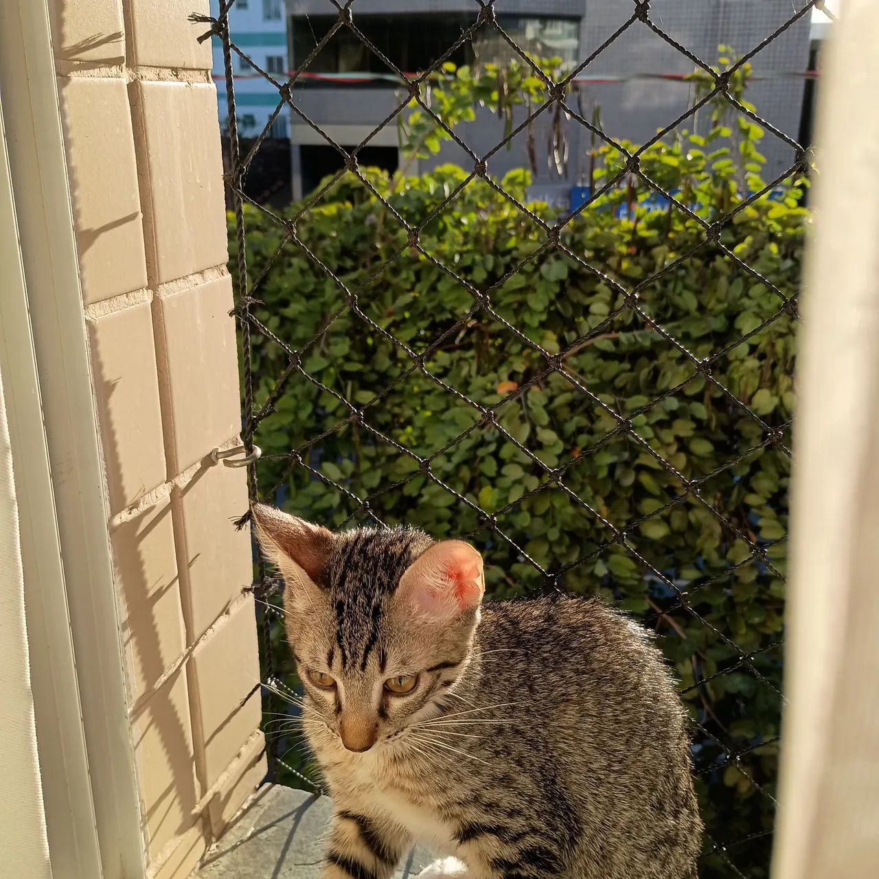 Gato para doação  - Foto 2