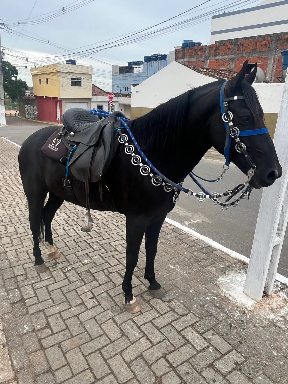 Cavalo Preto Marcha Picada - Foto 2