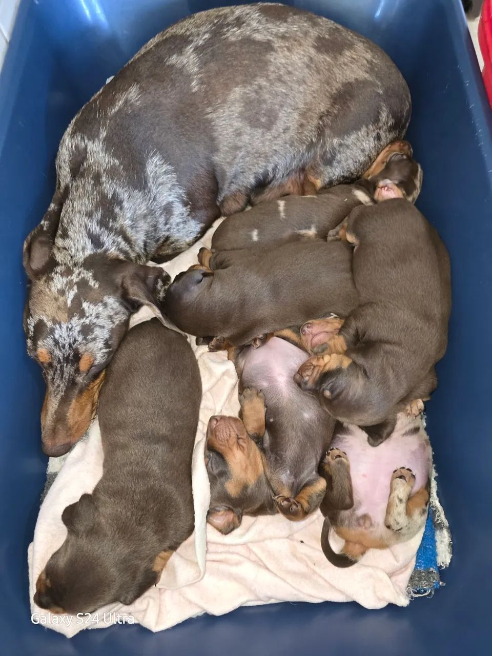 BELISSIMOS DACHSHUND, FAMOSO BASSÊ SALSICHA  - Foto 6