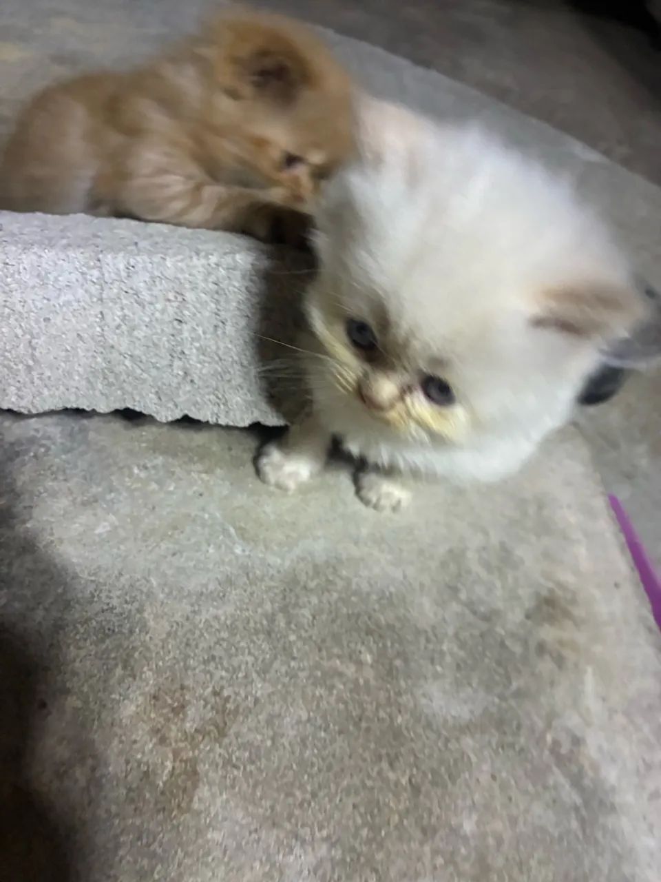 Gato persa - Foto 3