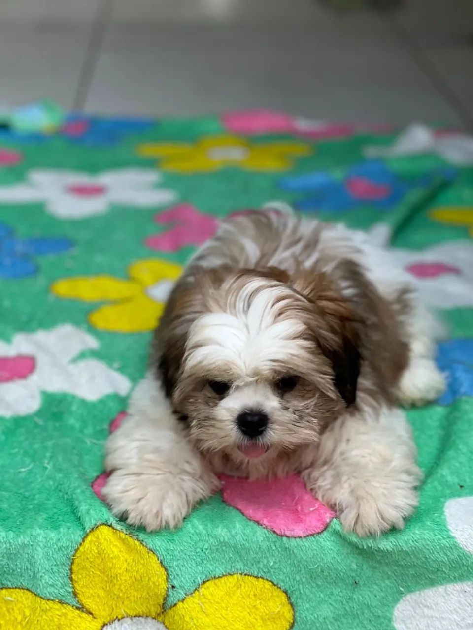 Shih tzu 