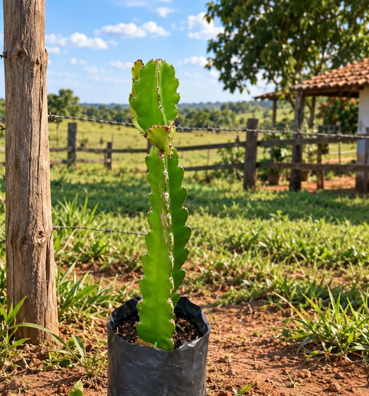 Vendo mudas de Pitaya Branca  - Foto 4