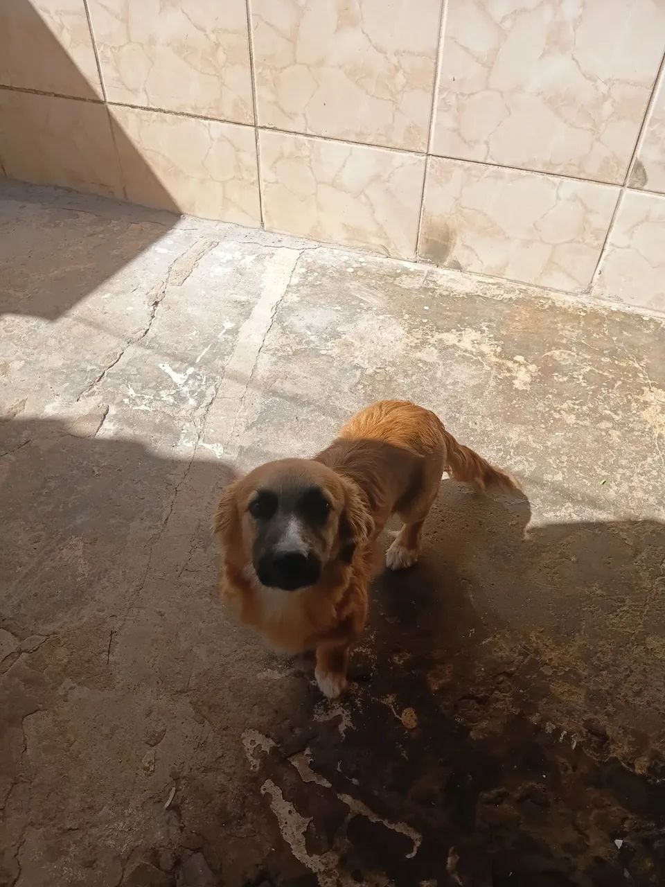 Adoção responsável 