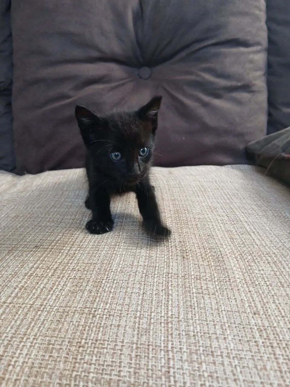 gatinho para doação  - Foto 2