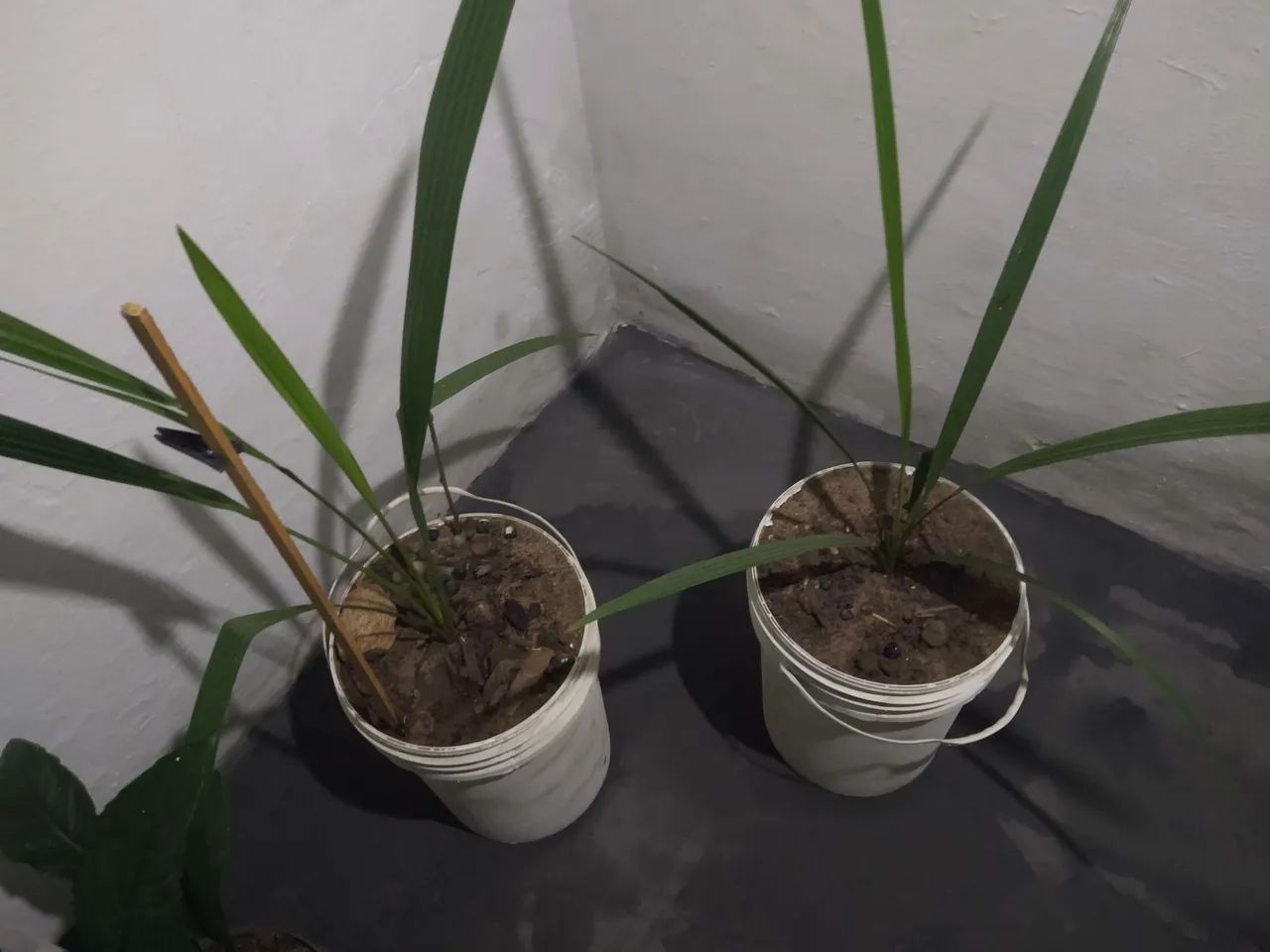 2 mudas tamaras jumbo 2anos de plantadas  - Foto 3