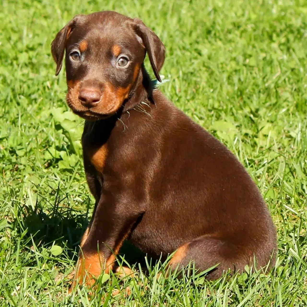 6 Filhotes de Doberman - nasceram 04/07