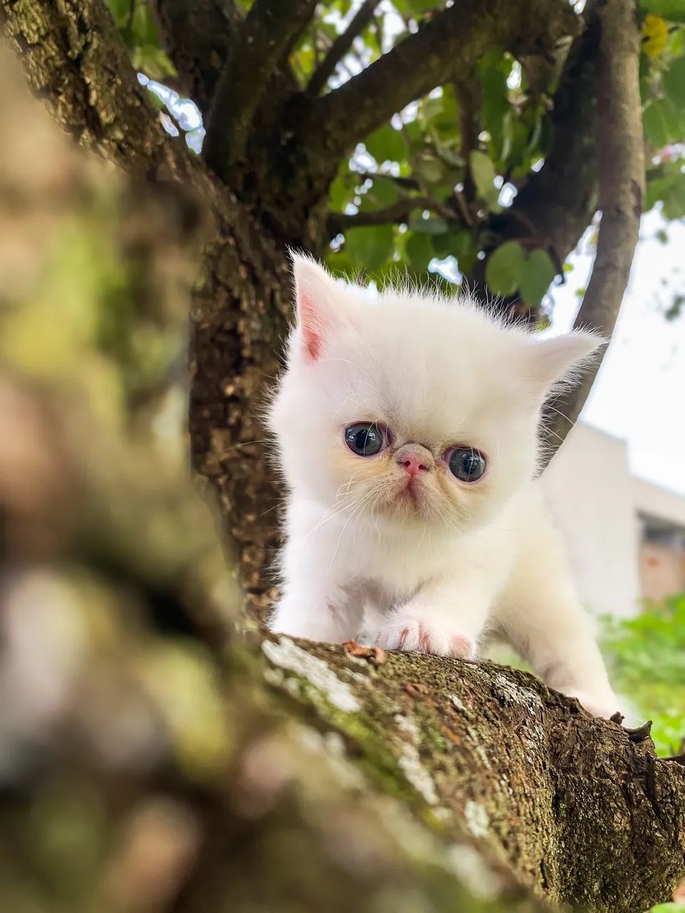 Gato Exótico Fêmea Branco