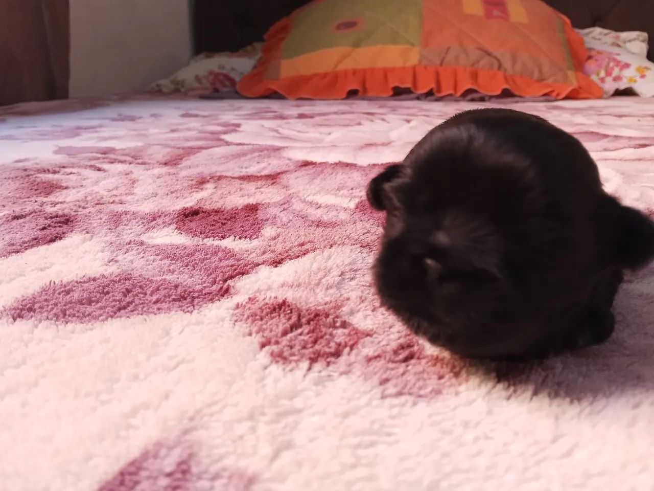 Shitzu preto