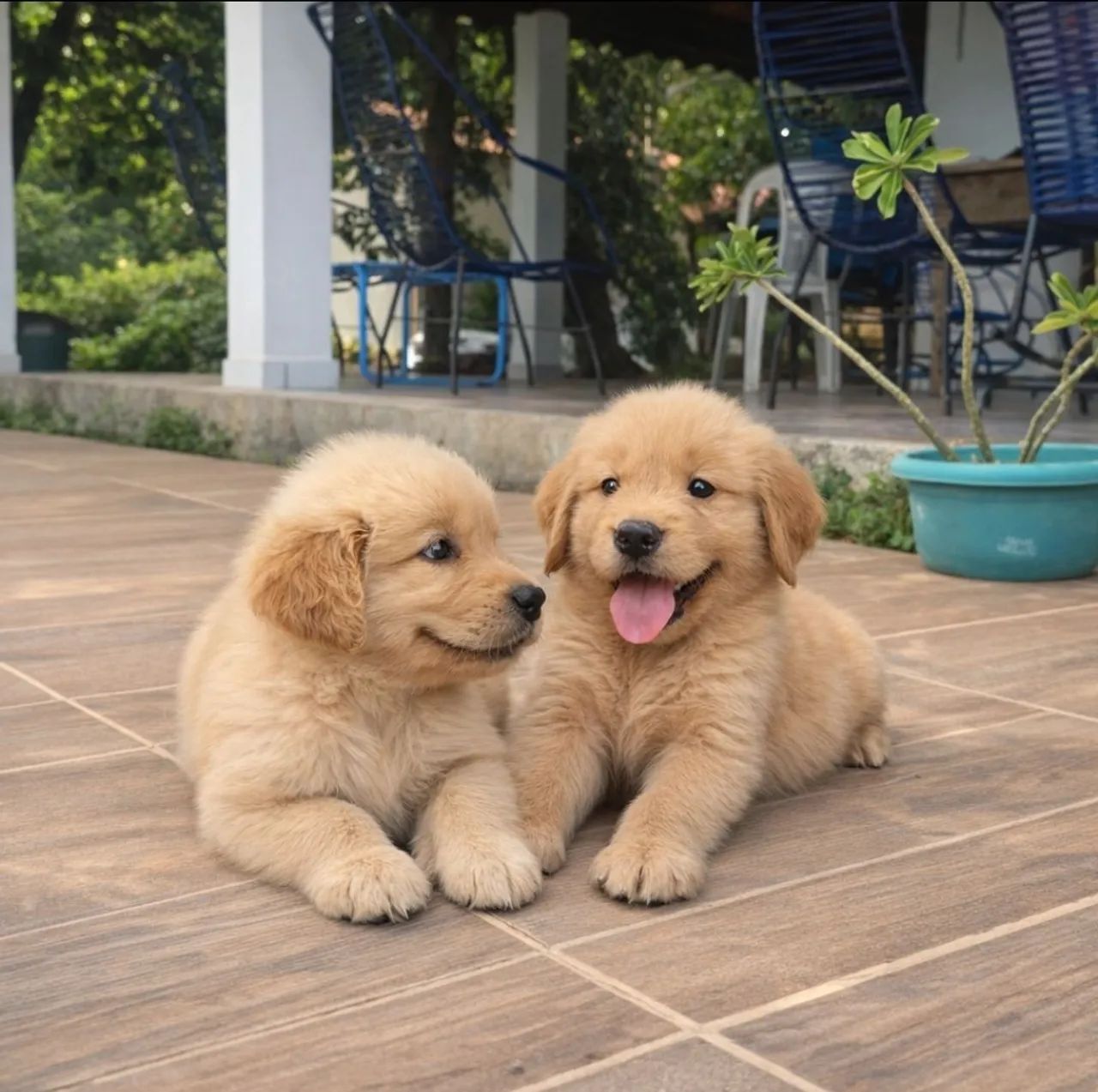 Golden filhotes