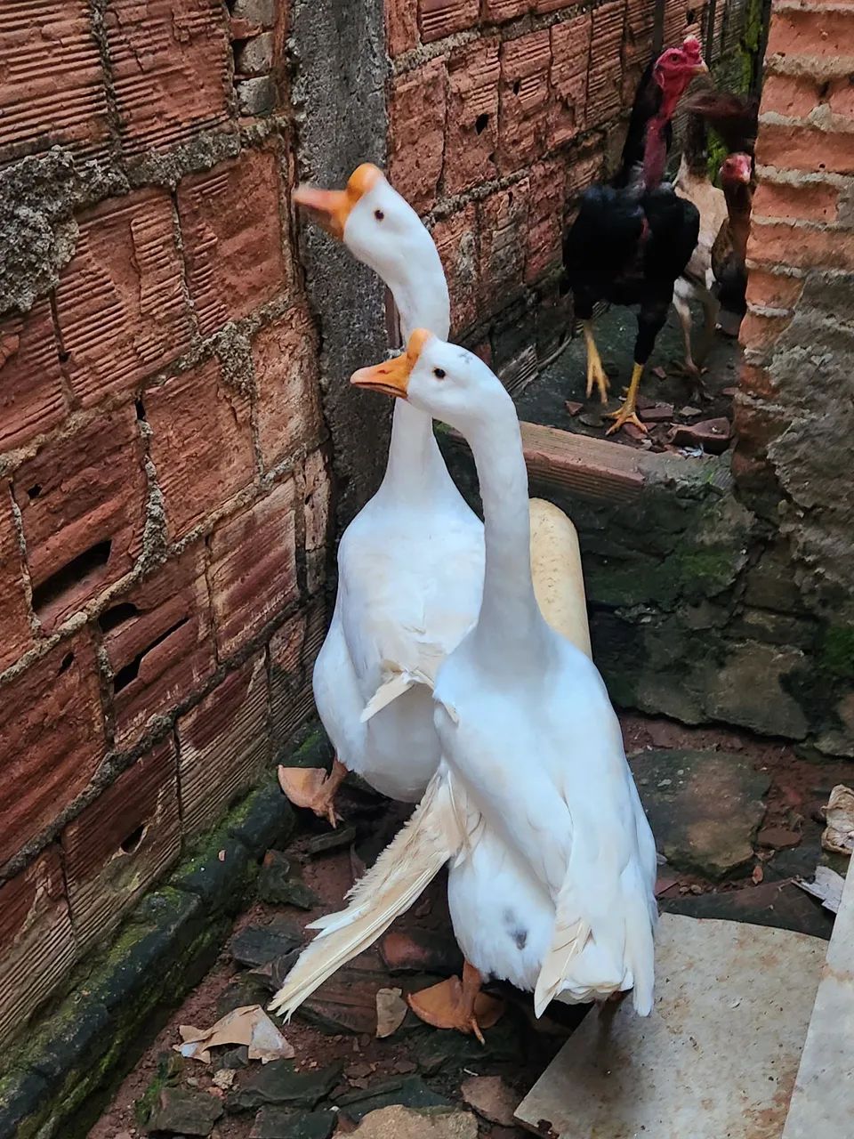Vendo casal de gansos