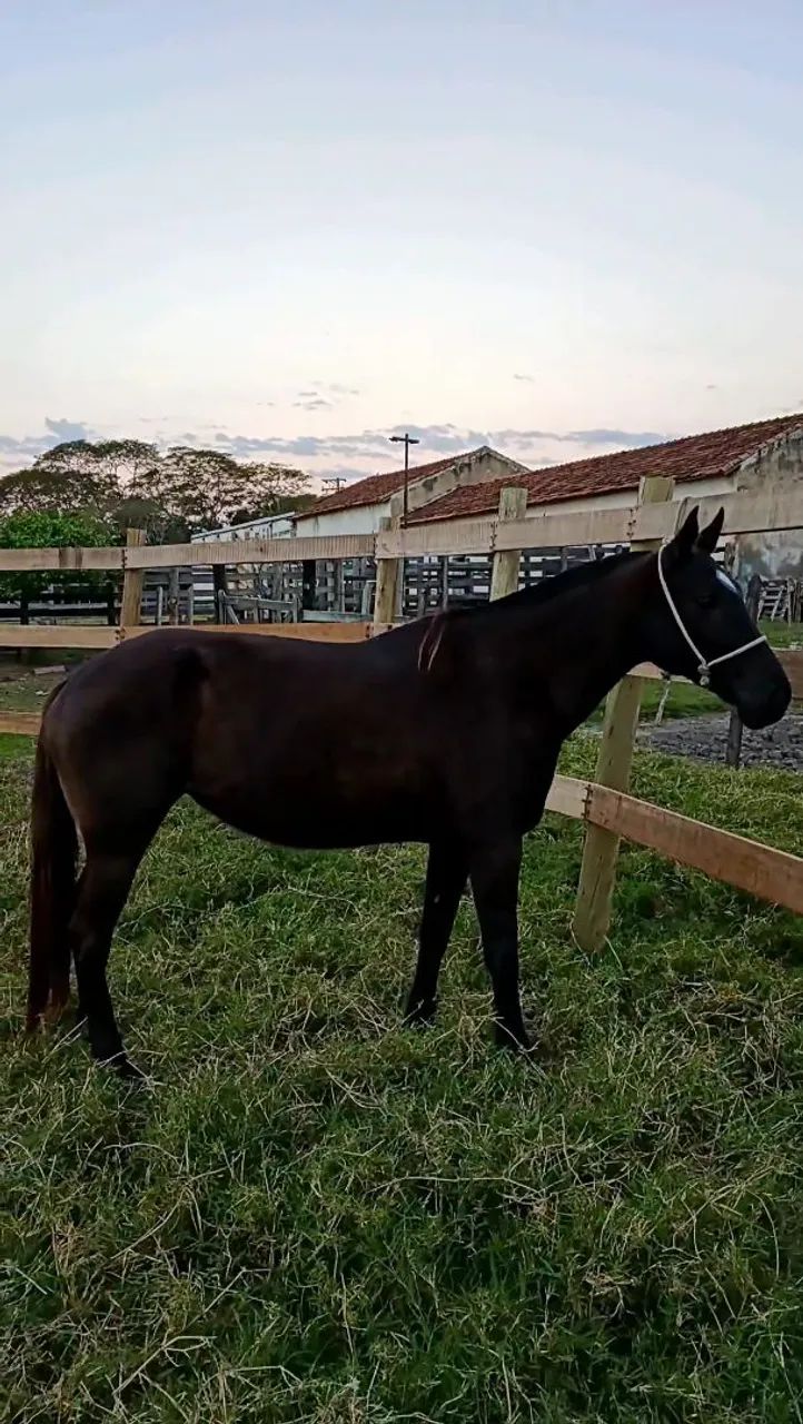 Égua MM - Foto 2