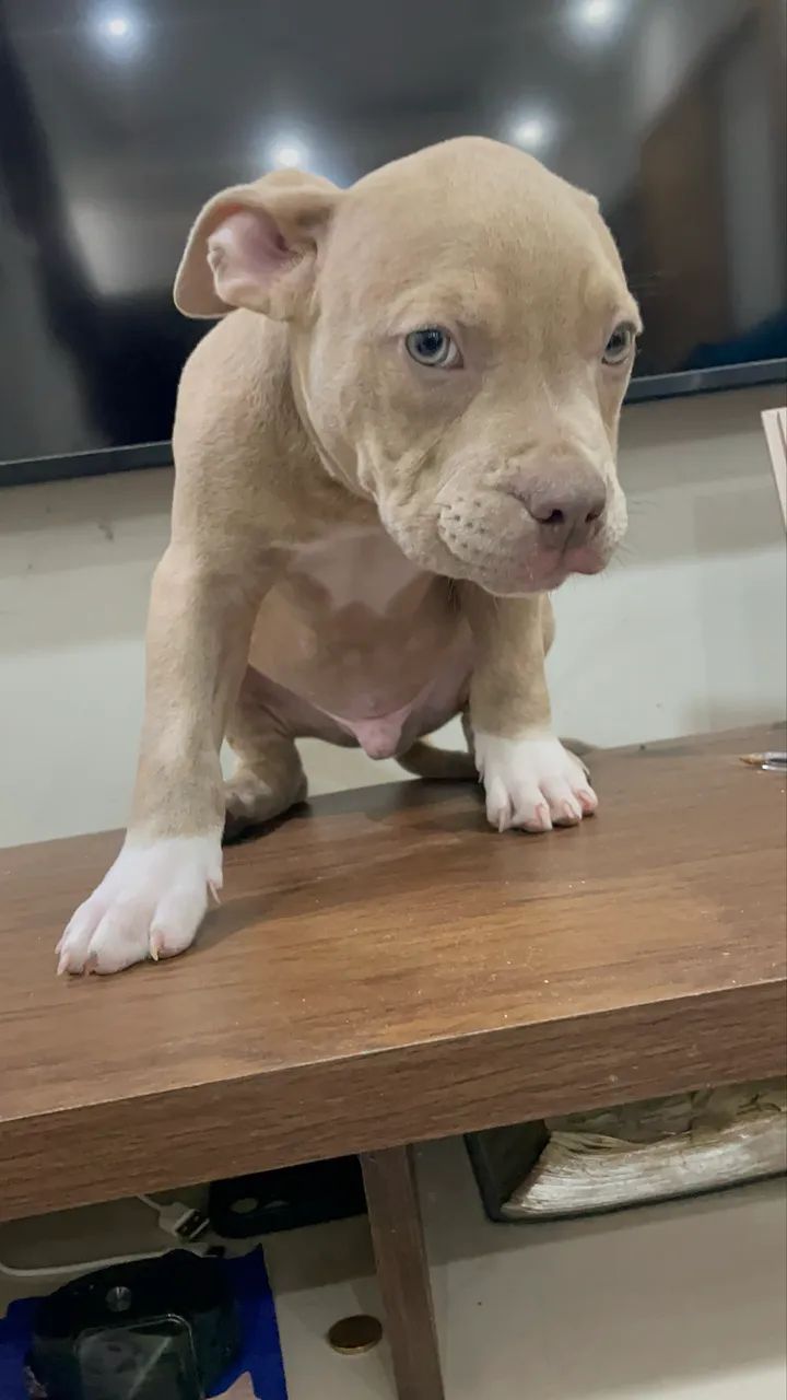 American Bully Pocket - Foto 3