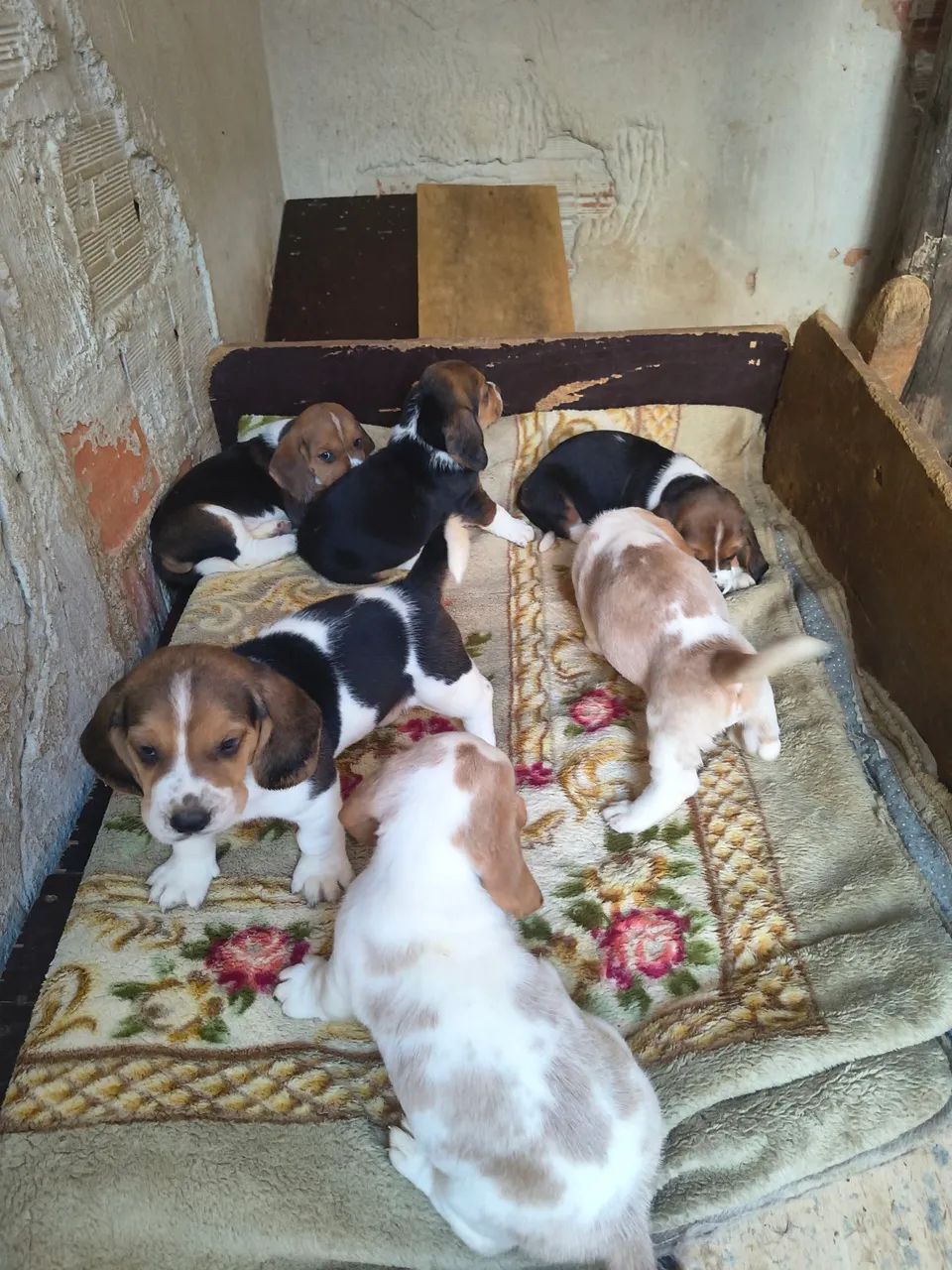 Cachorro  - Foto 3
