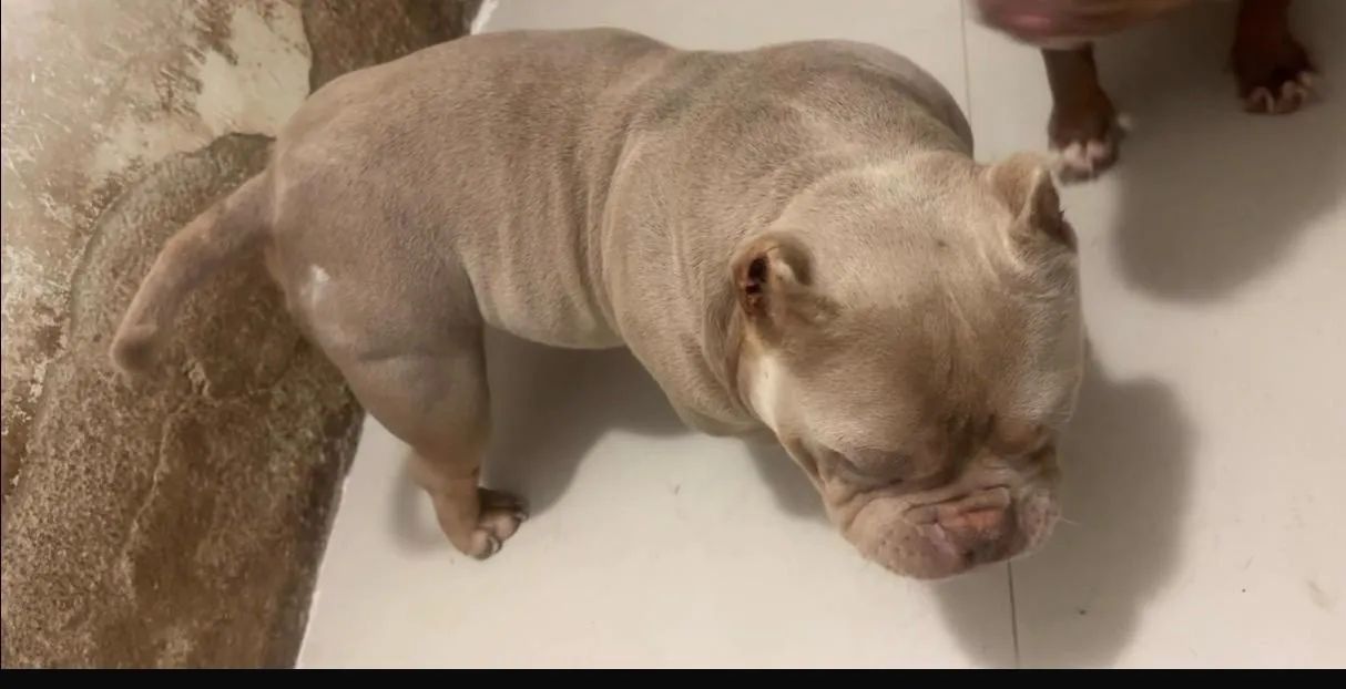 American bully padreador  - Foto 3