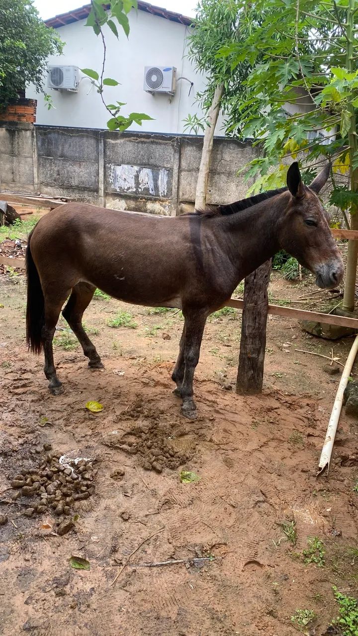 Mula mansa de tudo, não joga pé,boa de rédea, boa pra mexer com lida!