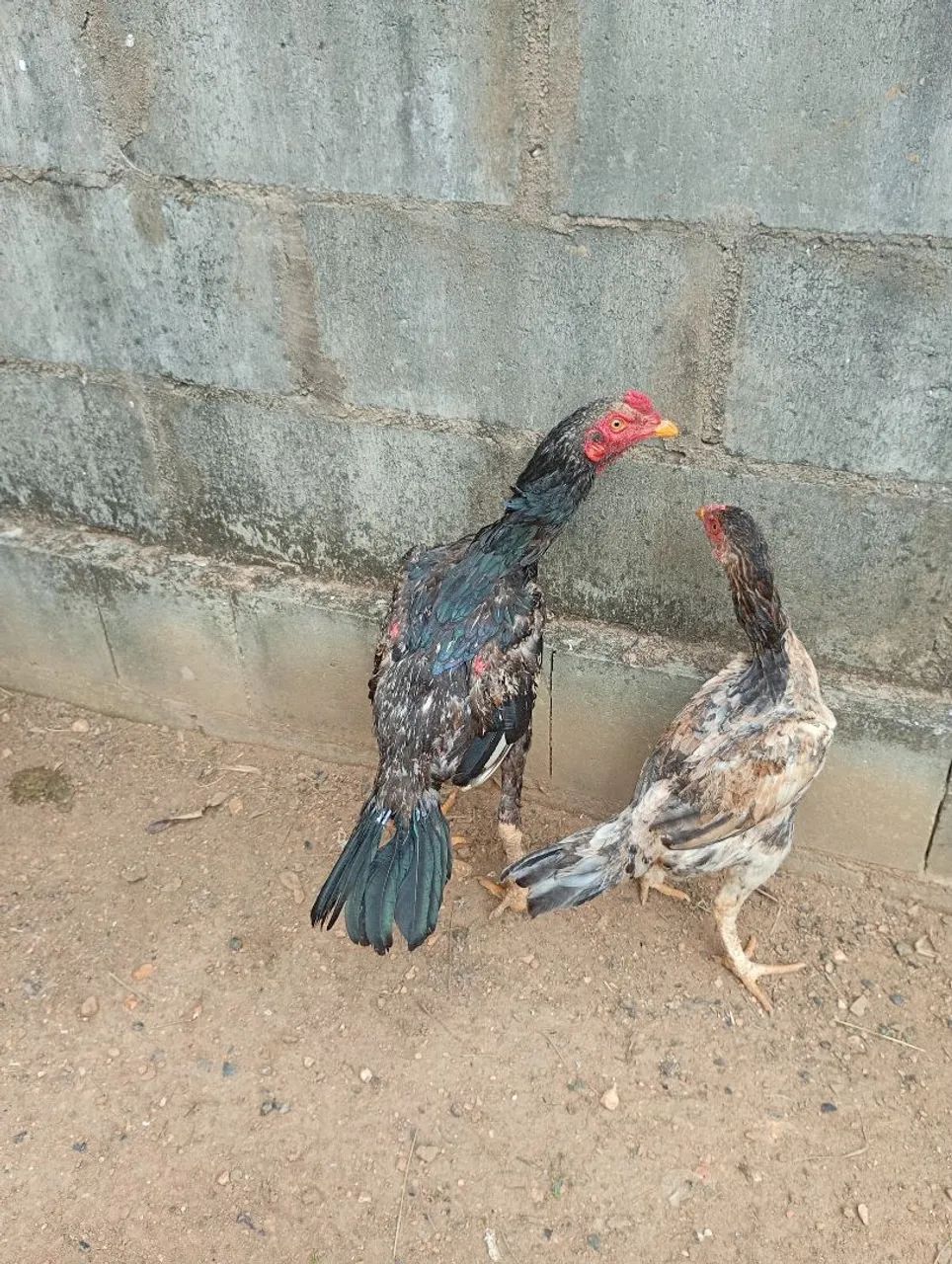Frango indio - Foto 4